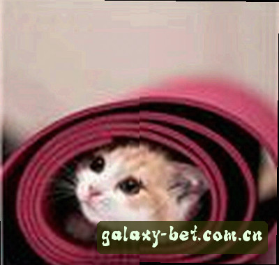 陈静